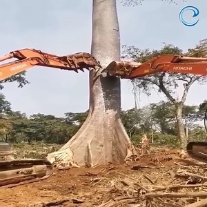 660K views · 1.8K reactions | Tree felling skills | MD MC | Facebook