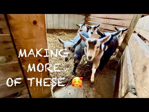 Goats We’re Breeding This Year 🐐 + Making Soap 🧼 & Trying to Keep the Bucks Warm!