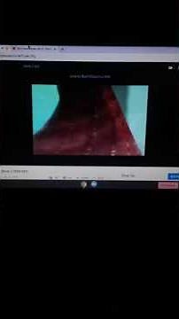 shark tale trailer cinnamon toast crunch turned tables