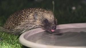 3.7M views · 14K reactions | With hot weather due again, please think of thirsty hedgehogs and offer shallow bowls of water in your garden. Video: Paul Bunyard | British Hedgehog Preservation Society | Facebook
