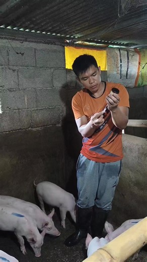 Inject ng vitamins 1.5 ml per piglet #piglet #pigfarming | Kadwa Michael