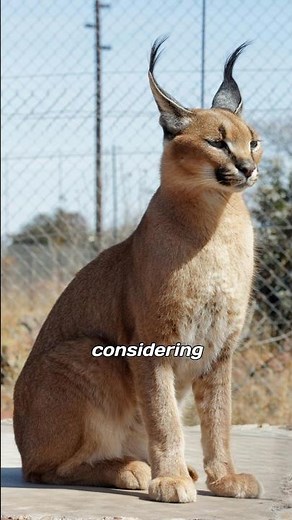 caracal cat are the second fastest cat in the world before the Cheetah #caracalcat #caracal #africa