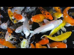 Koi Fish in Japanese Zen Gardens: A Harmony of Life and Stillness