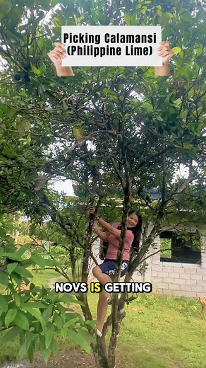 2.4K views · 40 reactions | Calamansi is our lime in the Philippines, it’s a tiny fruit but it has good juice sometimes it can be sour some sweeter! We used this for cooking or use as a juice, it is high in vitamin C ! #calamansi # | The Gibsons of New Zealand | Facebook