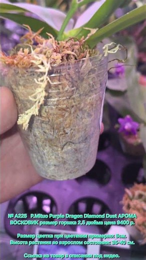 № A225 P.Mituo Purple Dragon Diamond Dust AROMA VOSKOVIK pot size 2.5 inches price 9400 rub.