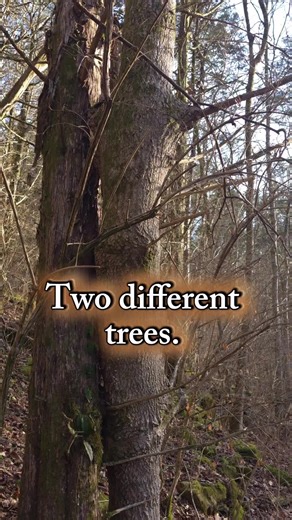 I have seen trees grow around things, but never straight through like this. Nature is wild. 🌲😲😬 #nature #naturelover #tree #weird #hike