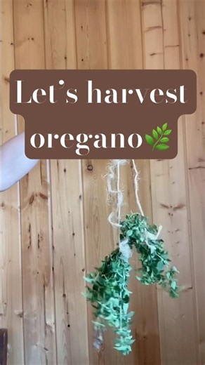Harvest Oregano with me to store up for winter