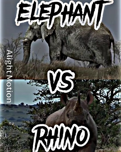 Elephant vs Rhino: Animal Debate and Fight Comparison