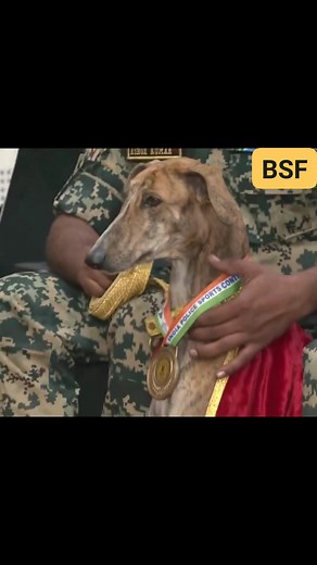 Just saw the heartwarming moment when the BSF Academy in Tekanpur honored the incredible dogs that showcased their skills before PM Modi at the National Unity Day event in Kevadiya, Gujarat! These furry heroes deserve all the love and recognition! 🐶❤️ #WATCH the amazing tribute! 🎉 #BSF #NationalUnityDay #Dogs #ViralVideo #HeroicHounds #Paw-some #ServiceDogs #UnityInDiversity #CanineCourage #ProudMoment | Desh ke Jawan