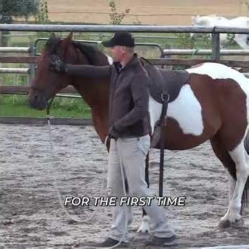 Horse's First Saddling Experience: A Gentle Introduction #shorts