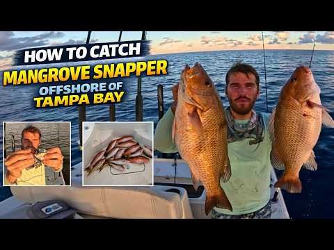 This Offshore Technique Helped Us Limit Out on Mangrove Snapper (Tampa Bay)
