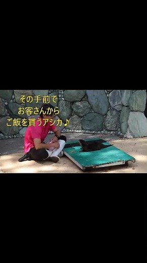 カワウソとアシカの仲良し同居生活！飼育員さんからご飯を貰うカワウソとお客さんに一芸を披露するアシカ#桂浜水族館 #水族館 #アクアリウム #アシカ#カワウソ#short