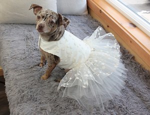 Cream Dog Wedding Dress Tutu With Floral Glitter, Sparkly Pet Outfit Perfect for Dog Bridesmaid or Dog Flower Girl, Small Dog Clothes. - Etsy