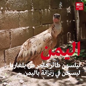 598K views · 1.1K shares | 礪 نيلسون طائر هاجر من بلغاريا ليسجن في زنزانة باليمن | مونت كارلو الدولية / Monte Carlo Doualiya | Facebook