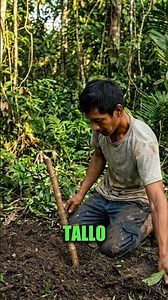 "Cómo crece la yuca en la selva 🍌 (de la planta a la cosecha)"
