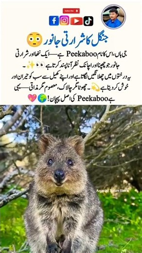 Peekaboo 🫣 – The Tiny Surprise of Nature! #AmazingNatureShorts #Wildlife #Shorts