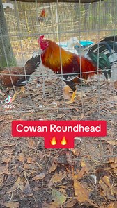 Cowan roundhead Broodstag at Kenzie Gamefarm 🔥💣 #fypシ゚ #gamefowl #gamefowlbreeder #gamefowl #rooster #gallos #kelso #roundhead #chickens | Kenzie Gamefowl Farm
