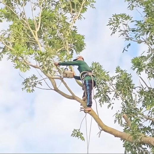 35K views · 334 reactions | The best skill man with his brave for cutting a tall tree stand cover the hom'e | johnnyringer | Facebook