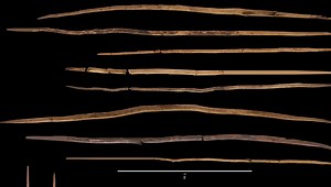 200,000 Year-old ANCIENT Spears were Used by Neanderthals to Hunt Horses