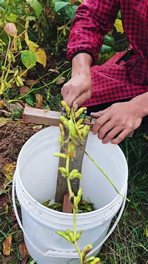 How to simply shell peanuts #shorts