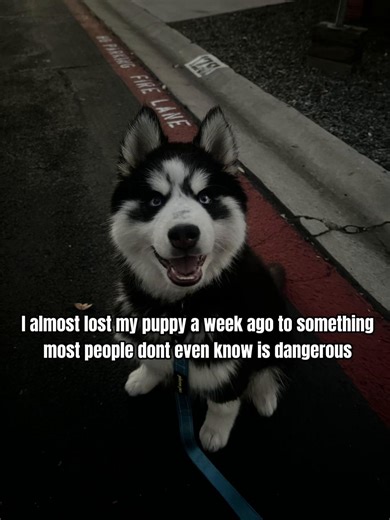 ⚠️ PLEASE READ: Too much water can be deadly for dogs, ive lived through this nightmare 3 times now with my gsd and my husky puppy, If your dog is water obsessed you NEED to know the signs of water intoxication, It happens fast and can lead to seizures, Watch until the end for the symptoms list #waterintoxication #dogwarning #animalemergency #watersafety #educational