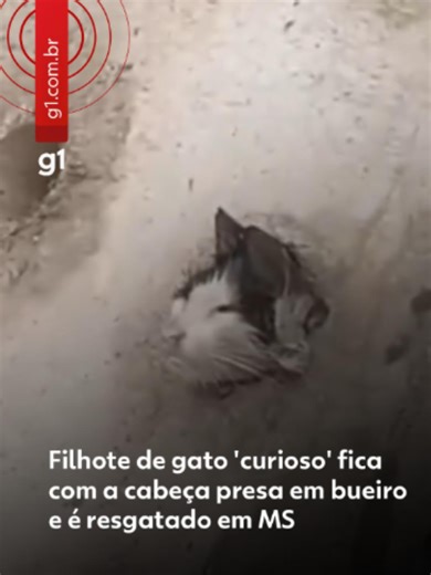 🐈Tudo acabou bem - O Corpo de Bombeiros resgatou, na manhã desta quarta-feira (22), um filhote de gato que ficou preso em um bueiro de uma creche em Corumbá, em Mato Grosso do Sul. A equipe foi acionada por volta das 7h30 para atender a ocorrência na creche da Escola CAIC. No local, os bombeiros encontraram o filhote com a cabeça presa em um buraco do bueiro, o que gerava risco ao animal e preocupação entre os funcionários. Perto dali, havia outros filhotes. Para soltar o animal, os bombeiros r