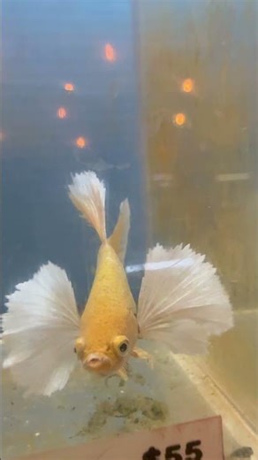 EXOTIC ELEPHANT EAR (DUMBO) MALE BETTA FISH One Of The Most Beautiful Fish In The World!