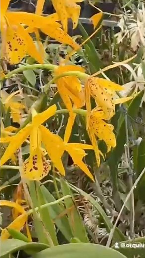 See how beautiful the Brassavola hybrid is