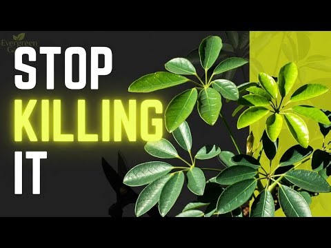 Schefflera Umbrella Plant Care Secrets Most Gardeners Get Wrong