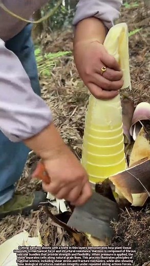 Scientific Study of Layered Cutting in Bamboo Shoots with a Knife