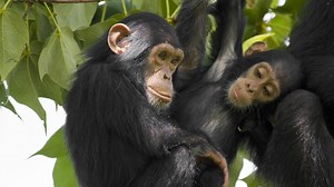 A Failure Of Intelligence Testing, This Time With Chimpanzees