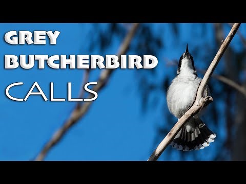Butcherbird Calls are UNREAL - Check the Tailfeathers while they sing!