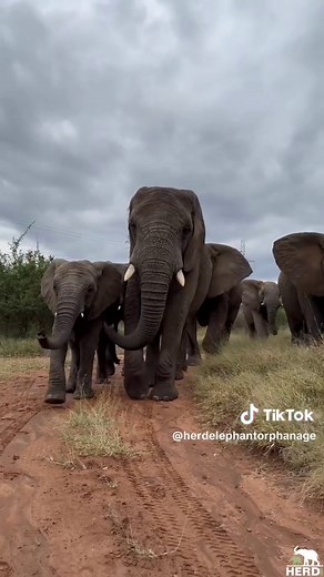 Heartwarming Scene: Jabulani Leads Elephant Herd Emerging from Bushes