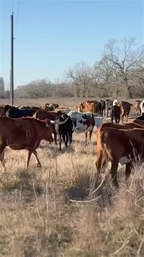 PENNING CATTLE #cow #ranching #cattlework