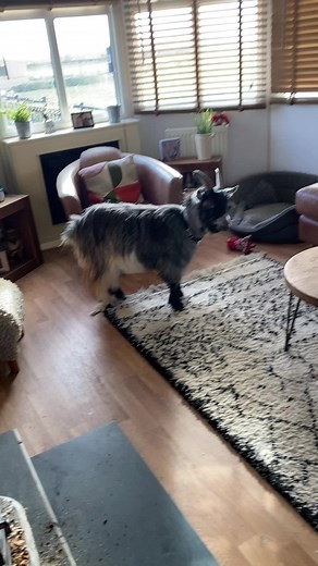 Gary the Goat - Shake, Rattle, and Roll with Willow Lane Alpacas