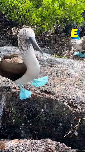 Cet oiseau a les pieds bleus ! 😲 | Explore Science