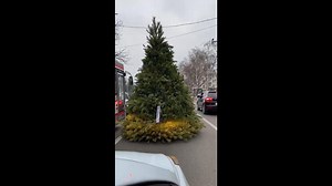 Christmas Tree Transportation