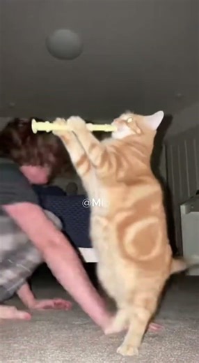 Best cat musician you'll see today #pettalent #skills #shorts