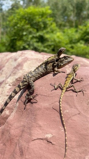 Funny Lizard Catching Adventure
