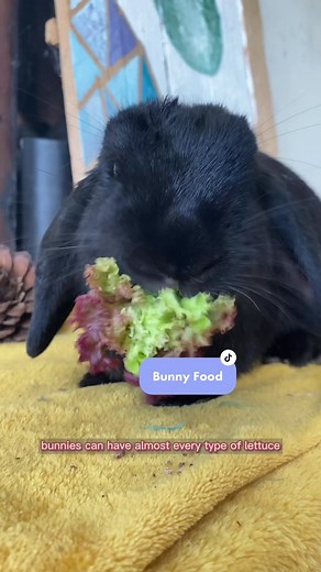 Exploring Bunny Foods: A Comprehensive Guide