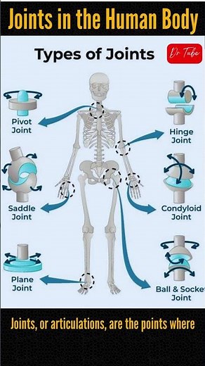 Classification of Joints in the Human Body #body #joints #human #health #shorts #reels
