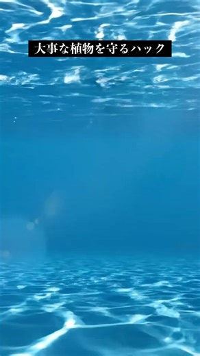 【梅雨の悲劇】観葉植物が枯れる!? 根腐れを防ぐ最強の物理ハック🪴正解分かる？