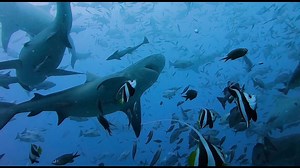 Tiger sharks ✅ Bull sharks ✅ Lemon sharks ✅ Non-stop action ✅ 🦈 Read our full SharkSchool recap here: bit.ly/2L5YjPF 🦈 | Scuba Diving Magazine