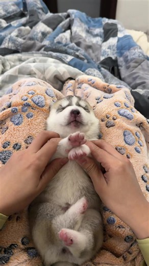 Cute Husky Puppy Adventures: Life with Canine Companions