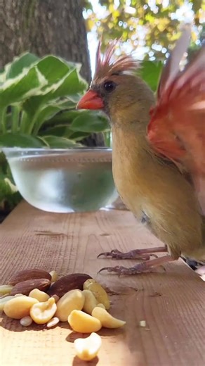 Discover the Beauty of Birdwatching in Nature