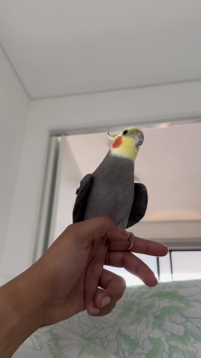Adorable Cockatiel Singing Heartwings Song