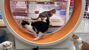 160K views · 2.6K reactions | A great way to give your indoor kitty...