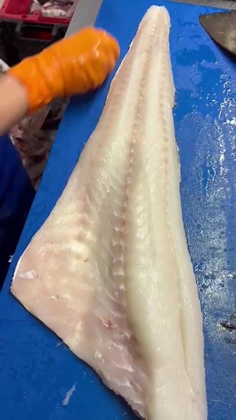 Satisfying Cod Fillet Cuts | Fish Filleting