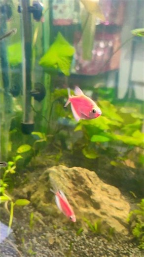 Aquarium For Sale #природа #aquarium #trending #viral