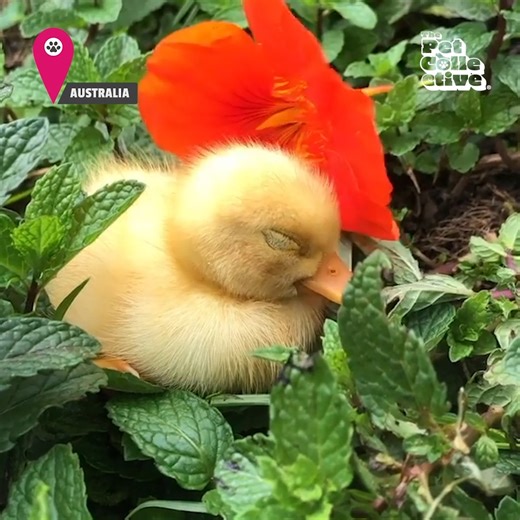 150K views · 4.6K reactions | Life on the farm can't get any cuter than this! | The Pet Collective | Facebook